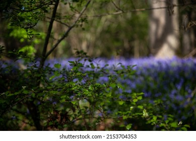 Bluebells In A Field In Sunny Weather On A Quiet Evening, West Sussex, UK.