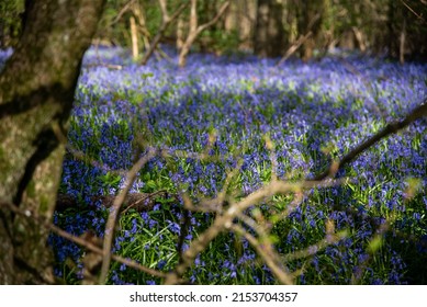 Bluebells In A Field In Sunny Weather On A Quiet Evening, West Sussex, UK.