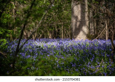 Bluebells In A Field In Sunny Weather On A Quiet Evening, West Sussex, UK.