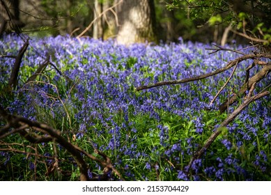 Bluebells In A Field In Sunny Weather On A Quiet Evening, West Sussex, UK.