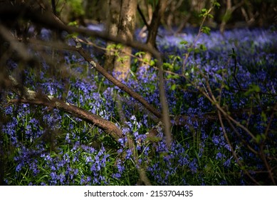 Bluebells In A Field In Sunny Weather On A Quiet Evening, West Sussex, UK.