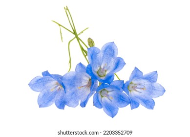 10,015 Bluebell Flowers Isolated Stock Photos, Images & Photography ...