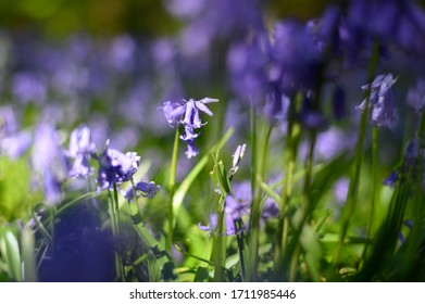 Bluebells In Full Bloom In Watford's Whippendell Woods. 