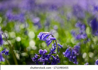 Bluebells In Full Bloom In Watford's Whippendell Woods. 