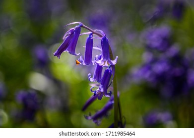 Bluebells In Full Bloom In Watford's Whippendell Woods. 