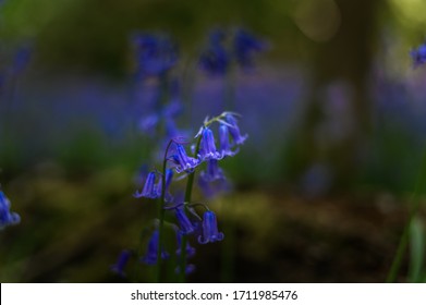 Bluebells In Full Bloom In Watford's Whippendell Woods. 