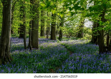 Bluebells Growing In Ancient Woodland In Sussex