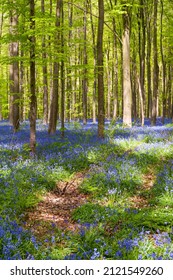 Bluebells In The Hallerbos, Near Brussels, In Central Belgium, On A Sunny Spring Afternoon.