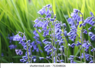 Bluebells or Hyacinthoides non-scripta