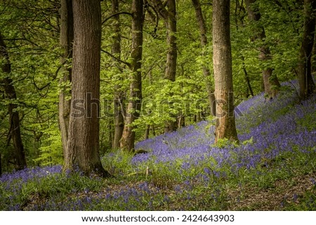 Bluebells (Hyacinthoides non-scripta)  Hardcastle Crags is a wooded Pennine valley in West Yorkshire, England.