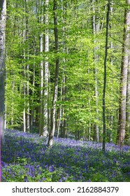 Bluebells, Leaves And Trees, Fairy Tale Scene Deep Down The Woods