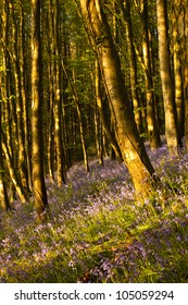 Bluebells On Langdon Hill, Dorset.