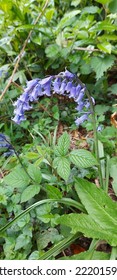 Bluebells On A Rainy Spring Day