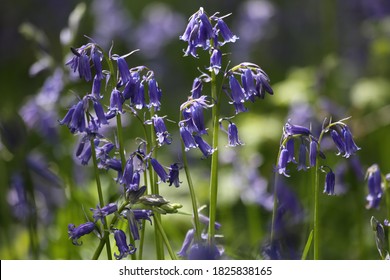 Bluebells, West Berkshire, Newbury, UK