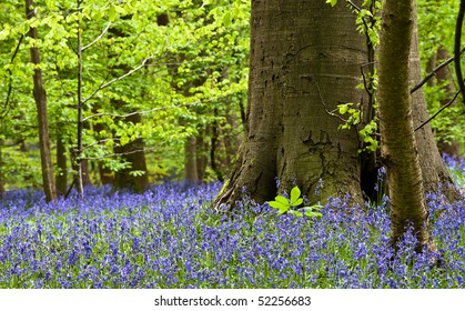 Bluebells In Whippendell Woods Located In Watford, Hertfordshire.