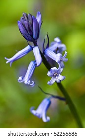 Bluebells In Whippendell Woods Located In Watford, Hertfordshire.