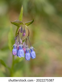 Bluebells Wildflowers Growing Alaska Stock Photo 2022275387 | Shutterstock