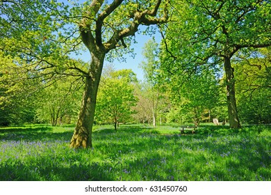 Bluebells In A Woodland Glade At Westonbirt Arboretum, Near Tetbury, Gloucestershire, UK