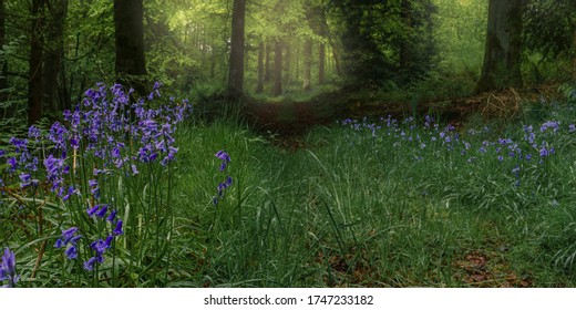 Bluebell Of Scotland Images Stock Photos Vectors Shutterstock