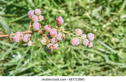                                Blueberries                               