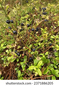 blueberries at the  autum forest
