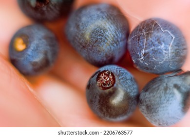 Blueberries Berries In Palm Of Your Hand. Extreme Close Up Macro Photography Soft Focus