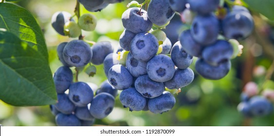 Blueberries - Delicious, Healthy Berry Fruit. Vaccinium Corymbosum, High Huckleberry Bush.  Blue Ripe Fruit On The Healthy Green Plant. Food Plantation - Blueberry Field, Orchard.
