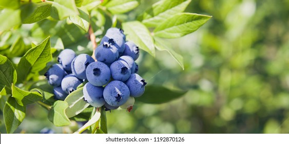 Blueberries - delicious, healthy berry fruit. Vaccinium corymbosum, high huckleberry.  Blue ripe fruit on the healthy green plant. Food plantation - blueberry field, orchard.
 - Powered by Shutterstock