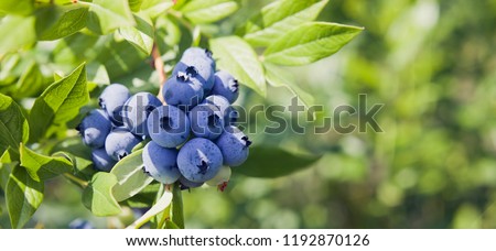 Blueberries - delicious, healthy berry fruit. Vaccinium corymbosum, high huckleberry.  Blue ripe fruit on the healthy green plant. Food plantation - blueberry field, orchard.
