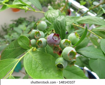 Blueberries in flowerpot on balcony - Powered by Shutterstock