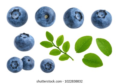 Blueberries isolated on white background without shadow set