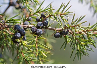 Blueberries Of Juniperus Communis