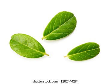 Blueberries or lingonberries green leaves. Fresh leaf of blueberry isolated on white background.