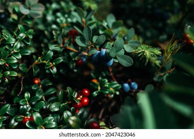Blueberries and lingonberries on a green bush, macro photography. Wild berry, macro. Wild wild berries on a green background in the forest.