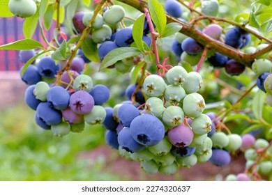 Blueberries. Many berries in bunches ripen in early August. - Powered by Shutterstock