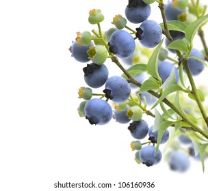 Blueberries On The Branches On White Background