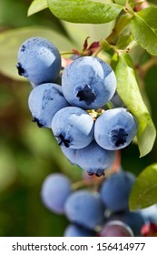 Blueberries on a shrub. Macro shot.