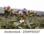 Blueberries Peru Biloxi Flower Decay