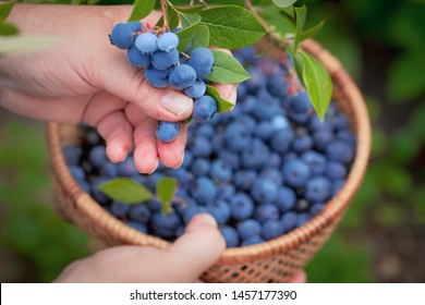 Blueberries picking. Female hand gathering blueberries. Harvesting concept. - Powered by Shutterstock