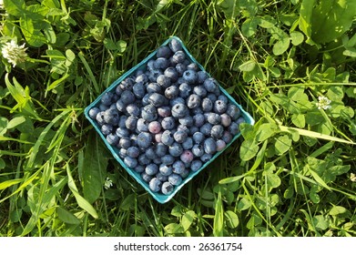 Blueberries In Pint Container