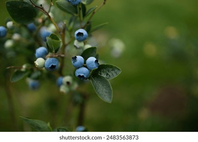 Blueberries ripen in summer garden, Vaccinium angustifolium organic blueberry produce. Northern blueberry or sweet hurts (Vaccinium boreale) cultivated at bio farm - Powered by Shutterstock