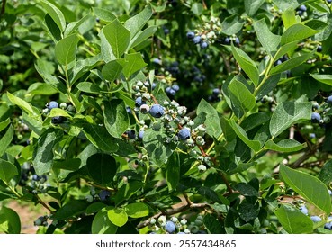 Blueberries ripening on the bush in an orchard on the North Fork of Long Island, NY - Powered by Shutterstock