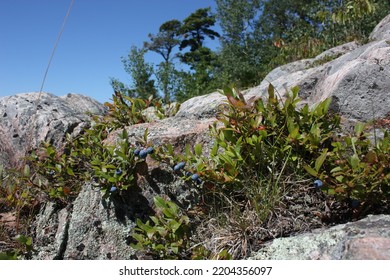 Blueberries, Rugged Terrain, Lake Superior