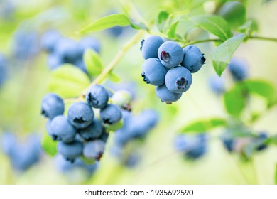 Blueberries - Sweet, Healthy Berry Fruit. Huckleberry Bush. Blue Ripe Berries On The Healthy Green Plant. Branch Of Ripe Blueberry. Food Plantation - Blueberry Field, Orchard.