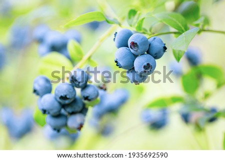 Blueberries - sweet, healthy berry fruit. Huckleberry bush. Blue ripe berries on the healthy green plant. branch of ripe blueberry. Food plantation - blueberry field, orchard.