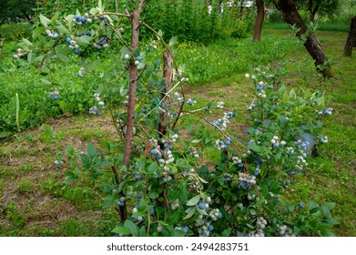 Blueberry berries are delicious and juicy, full of natural vitamins - Powered by Shutterstock