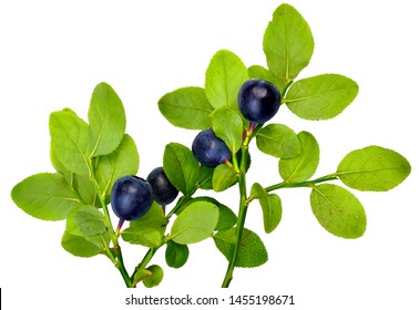 blueberry berries on twigs with leaves isolated on a white background