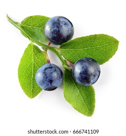 Blueberry. Branch with berries and leaves isolated on white background.