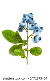 Blueberry branch isolated on white background, close up view