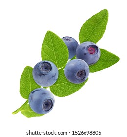 blueberry branch isolated on white background. green leaves on a branch with berries.